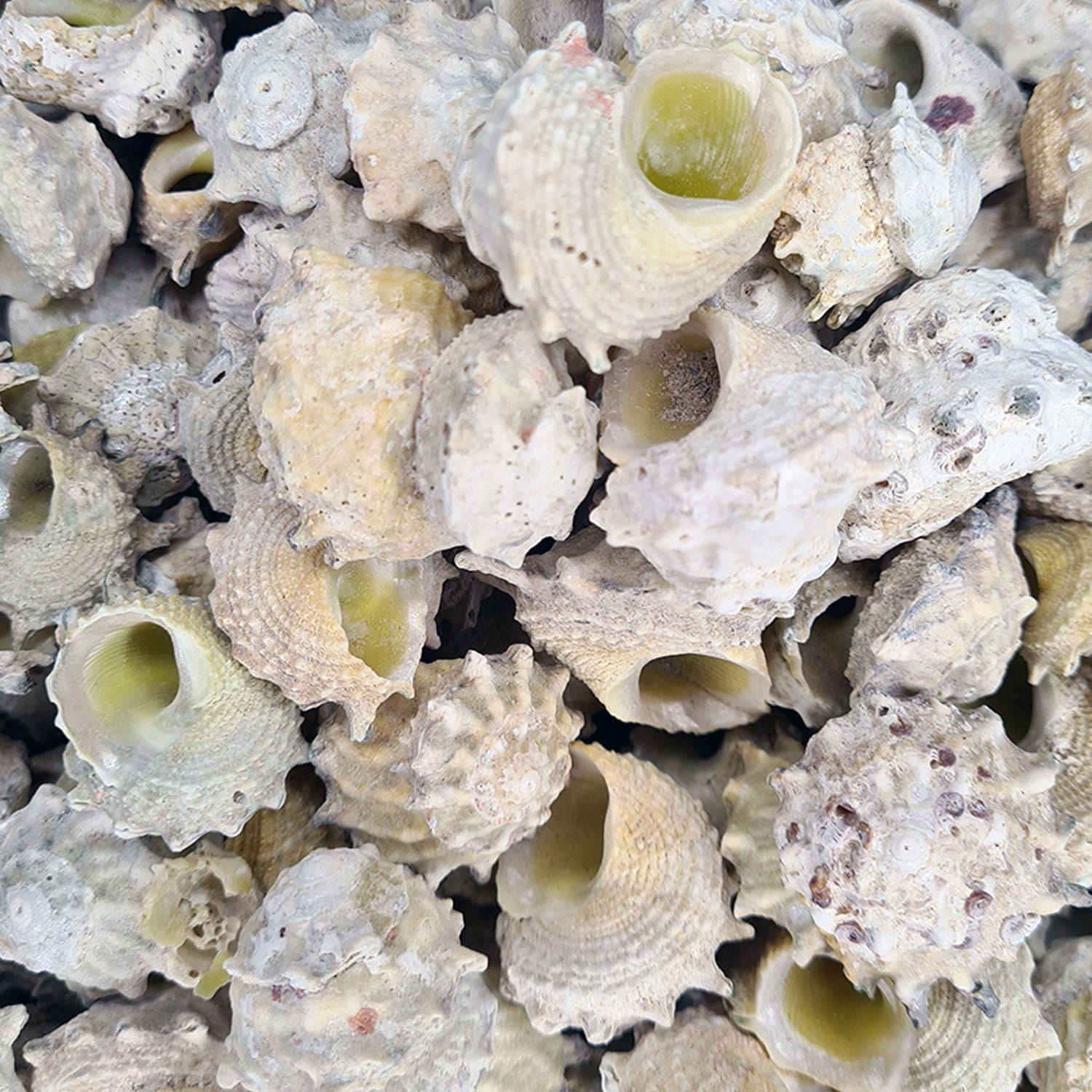 australian-calcar-kiloluk-deniz-kabugu-1-kg.jpg