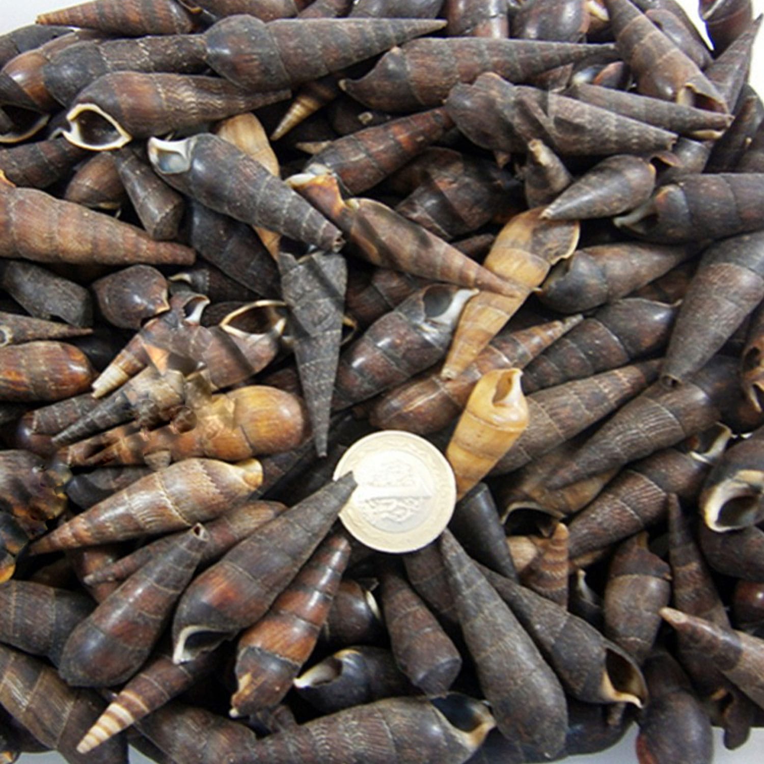black-terebra-kiloluk-deniz-kabugu-1-kg.jpg