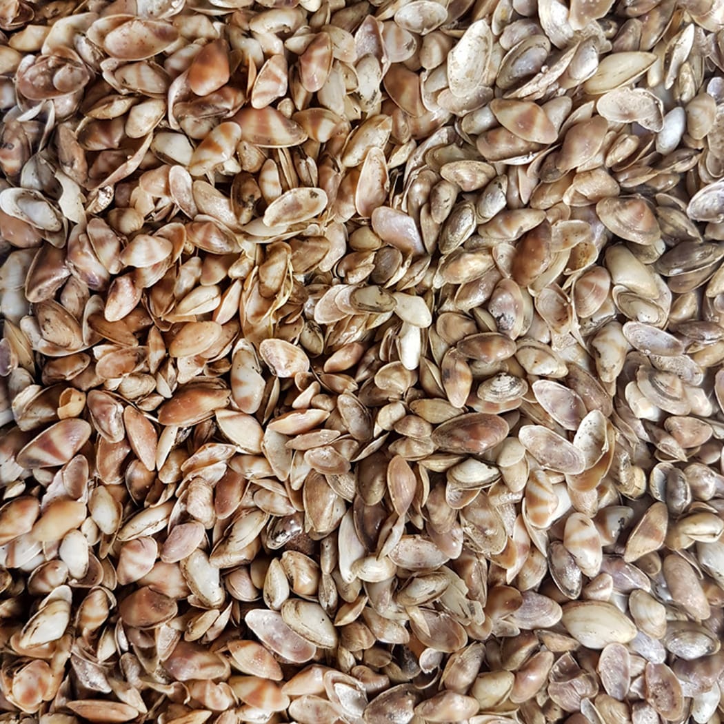 cay-cay-mini-brown-kiloluk-deniz-kabugu.jpg
