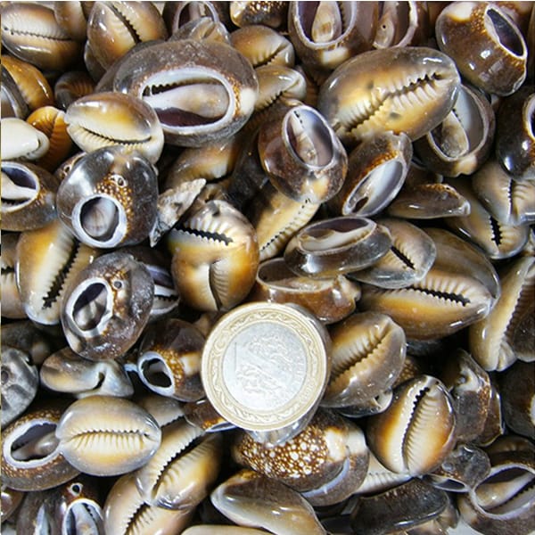 cyprea-caputserpentis-kesik-1925.jpg