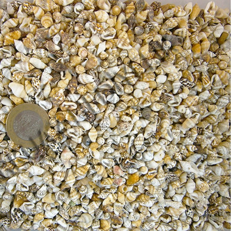 nassa-shell-1.jpg