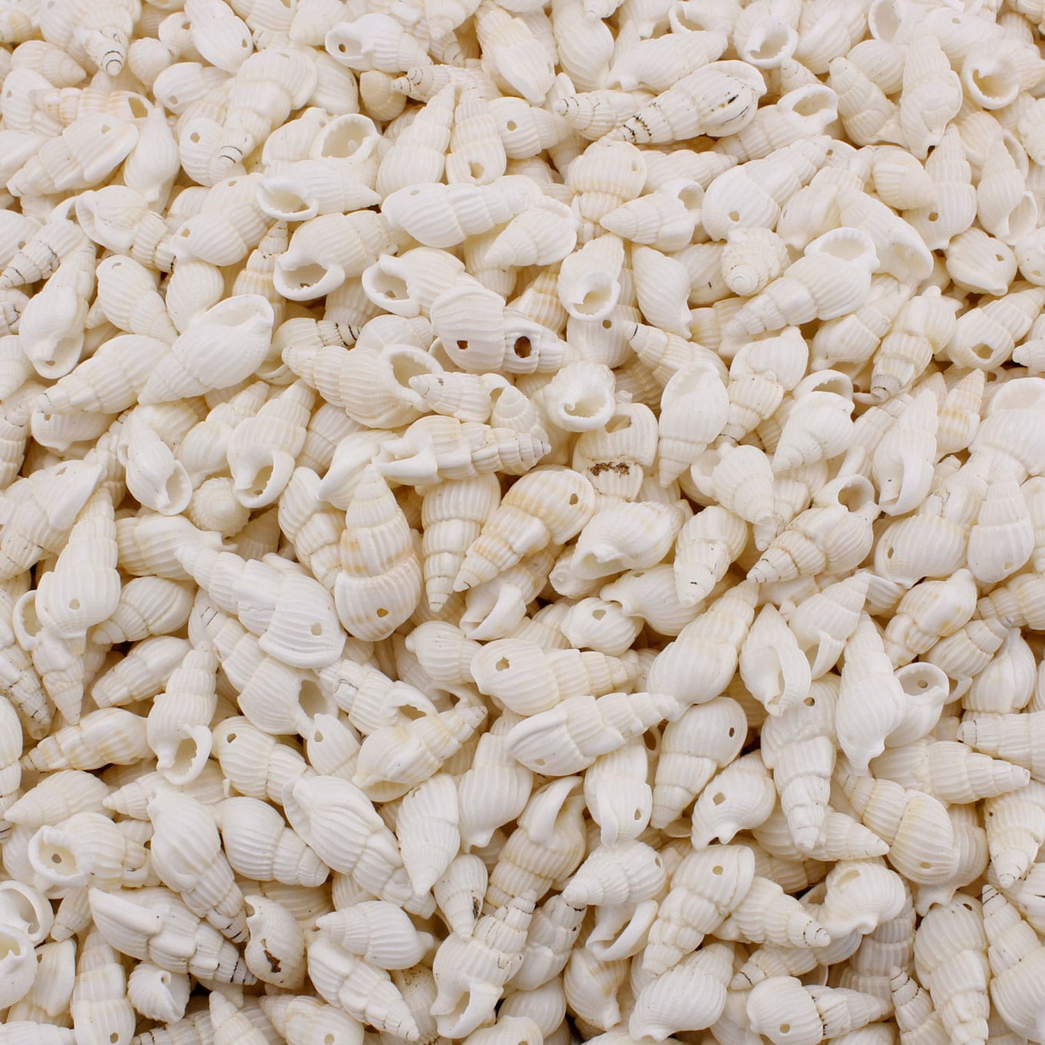 nassa-shell-kavrulmus-beyaz-delikli-deniz-kabugu-100-gr1.jpg