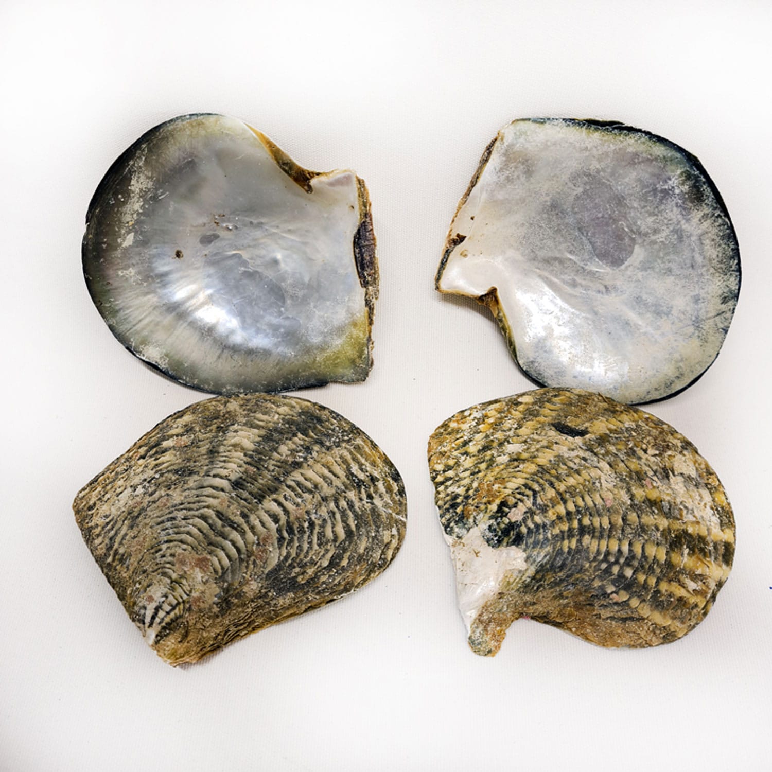 naturel-blacklip-trim-deniz-kabugu-1-kg.jpg