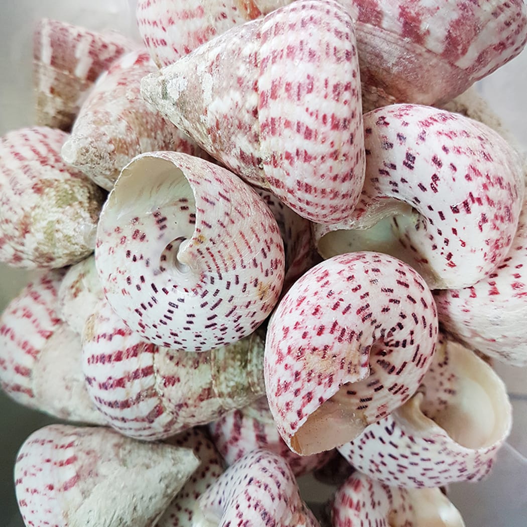 troca-strawberry.jpg