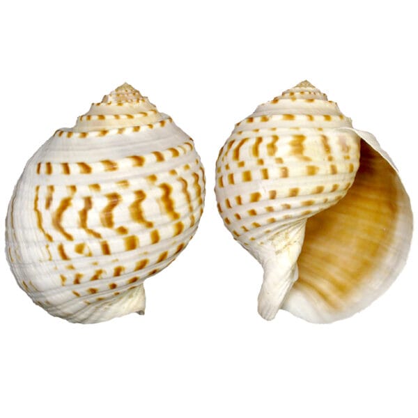 Tuna Tessellata 10-13 CM