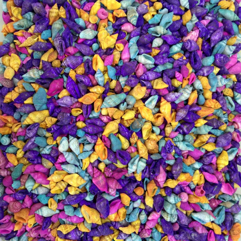 Nassa Shell-Karışık Renkli Kiloluk Deniz Kabuğu 500 Gr