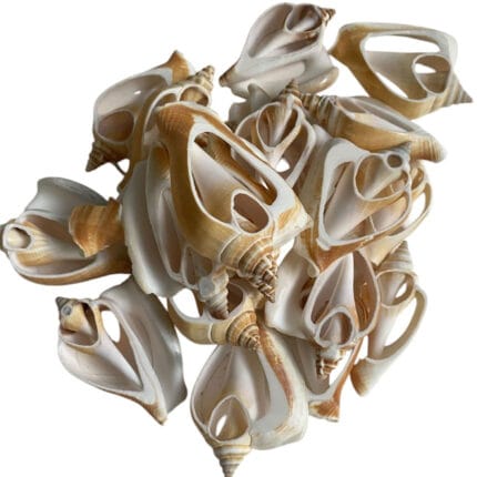 Strombus Canarıum Kesik Deniz Kiloluk Deniz Kabuğu (1 KG)