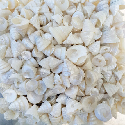 Astrea Undosa Naturel Minik Boy Kiloluk Deniz Kabuğu (1 KG)