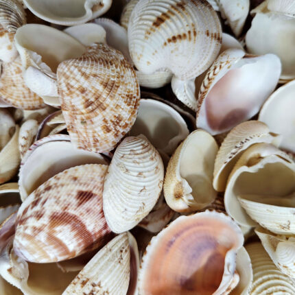 Chione Cancellata Kiloluk Deniz Kabuğu (1 KG)