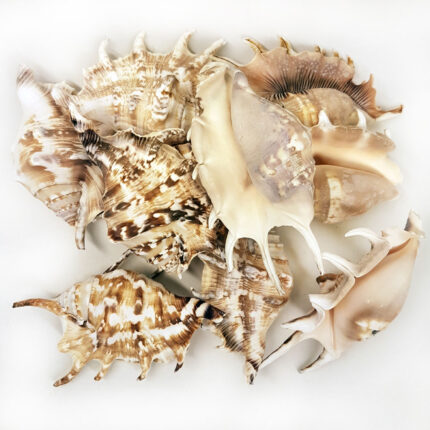 Lambis Lambis Kiloluk Deniz Kabuğu (1 KG)