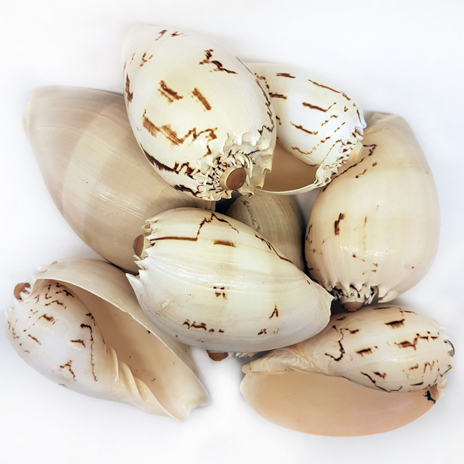 moon-scallop-white-kiloluk-deniz-kabugu-1-kg-22907145.jpg